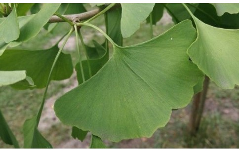 Ginkgo biloba