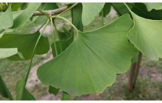 Ginkgo biloba