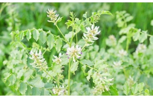 Glycyrrhiza uralensis