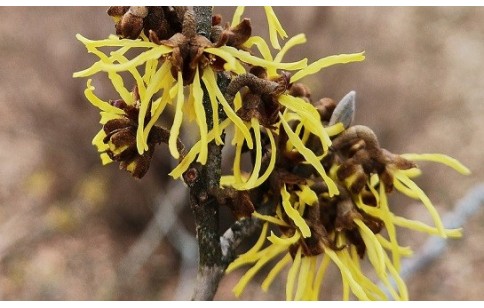 Hamamelis virginiana