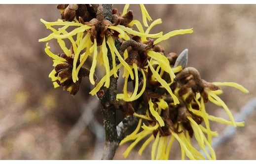 Hamamelis virginiana