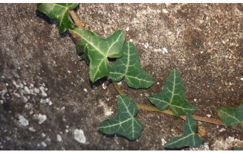 Hedera helix