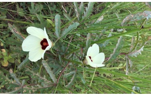 Hibiscus sabdariffa