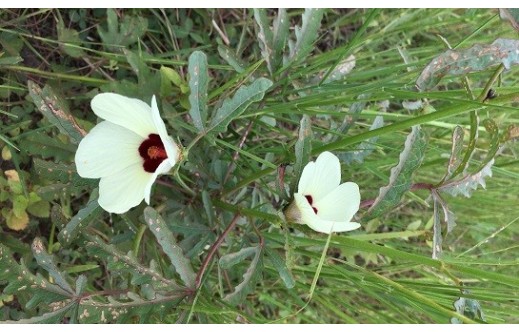 Hibiscus sabdariffa
