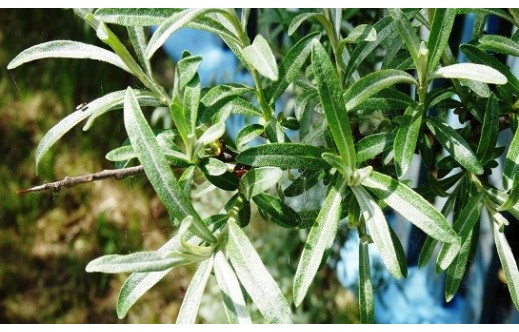 Hippophae rhamnoides