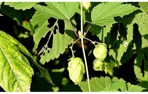 Humulus lupulus