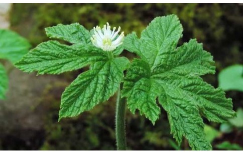 Hydrastis canadensis