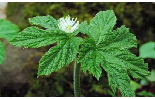 Hydrastis canadensis