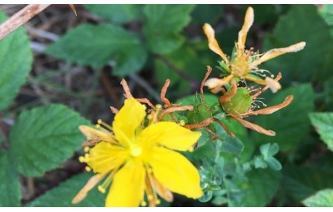 Hypericum perforatum