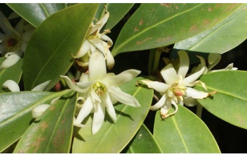 Illicium verum