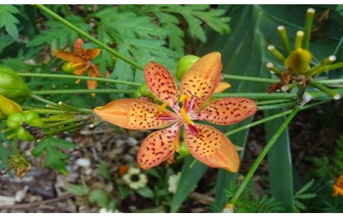 Iris domestica