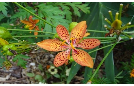 Iris domestica