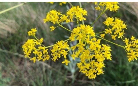 Isatis tinctoria