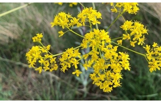 Isatis tinctoria