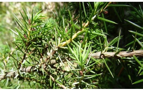 Juniperus communis