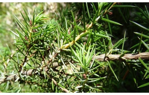 Juniperus communis