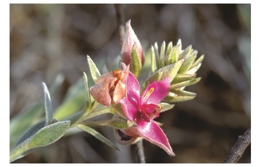 Krameria triandra