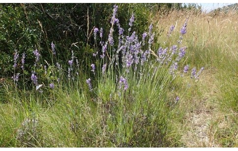 Lavandula angustifolia