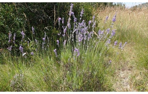 Lavandula angustifolia