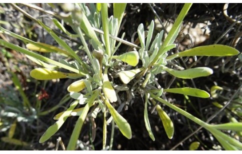 Lavandula latifolia