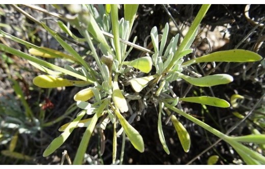 Lavandula latifolia