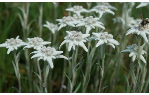 Leontopodium alpinum