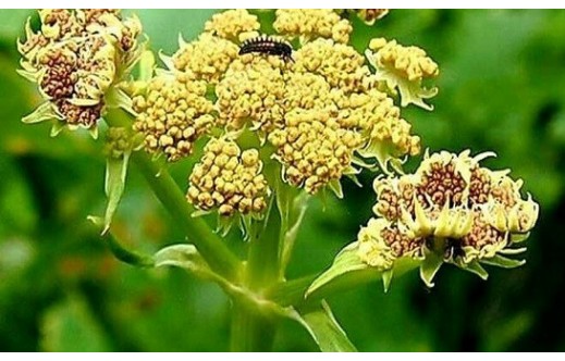 Levisticum officinale
