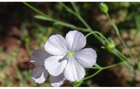 Linum usitatissimum