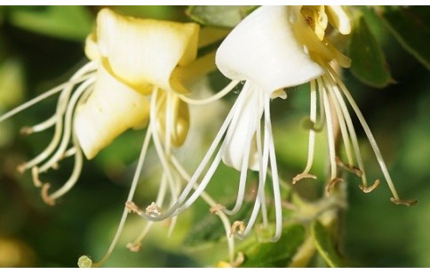 Lonicera japonica