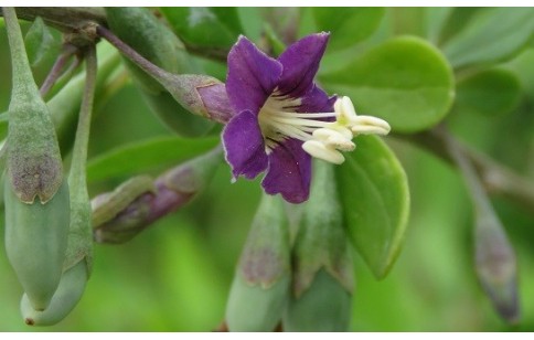 Lycium barbarum