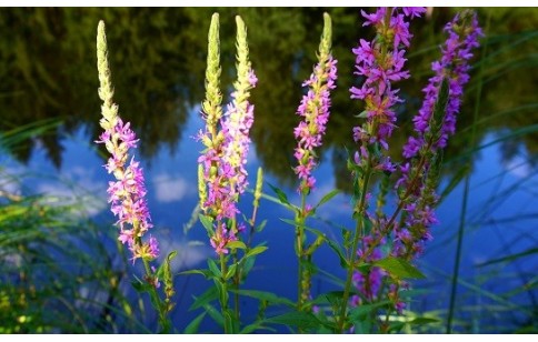 Lythrum salicaria