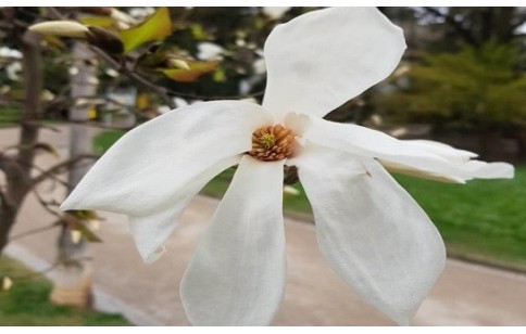 Magnolia officinalis