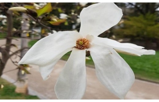 Magnolia officinalis