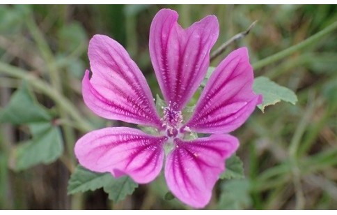 MAUVE SYLVESTRE en vrac (Malva sylvestris)