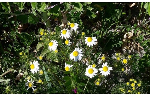 Matricaria recutita
