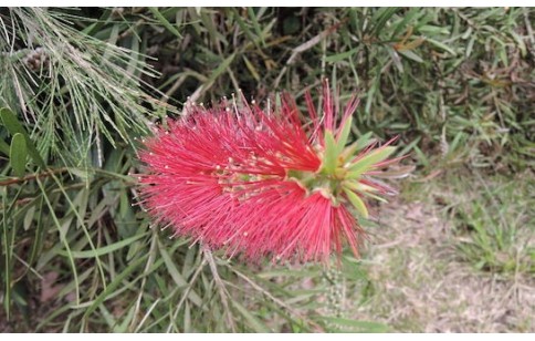 Melaleuca alternifolia