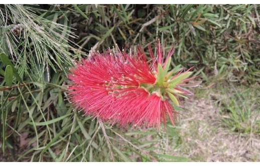 Melaleuca alternifolia