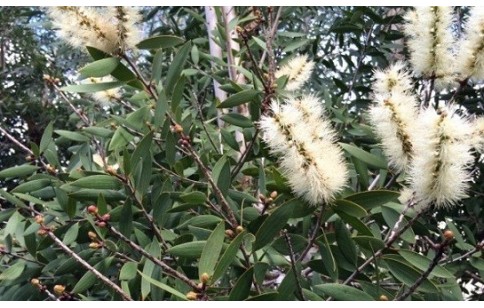 Melaleuca quinquenervia