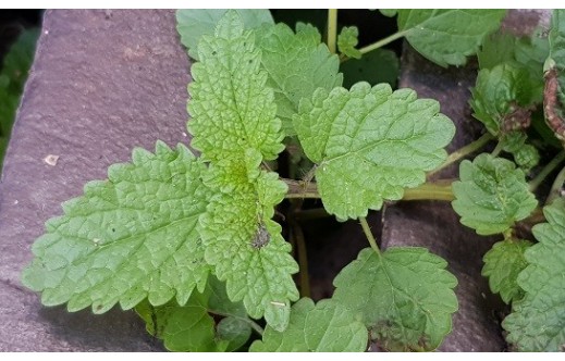 Melissa officinalis