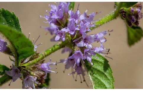 Mentha arvensis