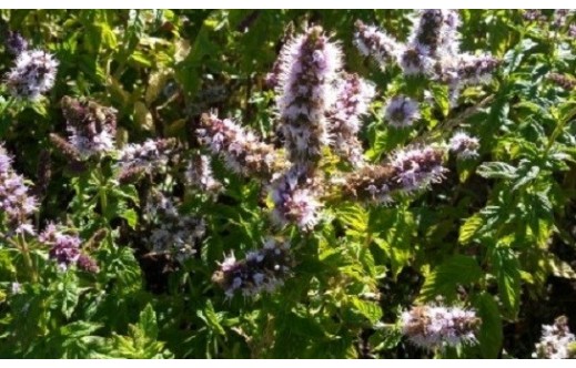 Mentha piperita