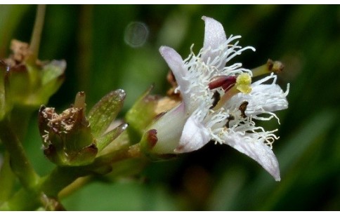 Menyanthes trifoliata
