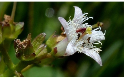 Menyanthes trifoliata