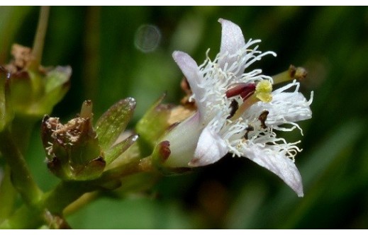 Menyanthes trifoliata
