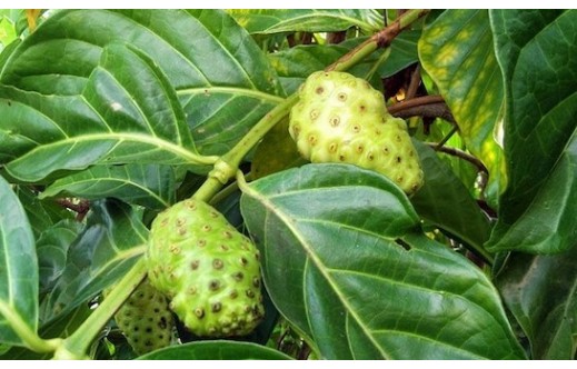 Morinda officinalis