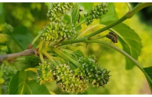 Morus alba