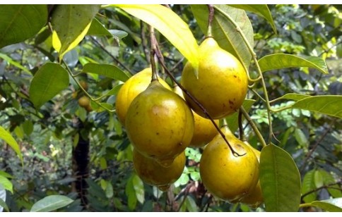 Myristica fragrans