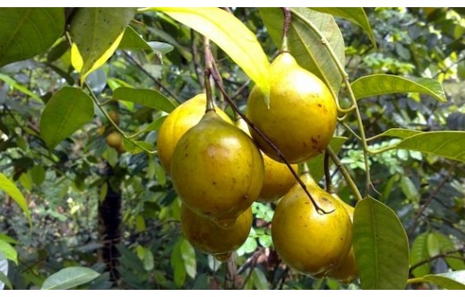 Myristica fragrans