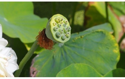 Nelumbo nucifera