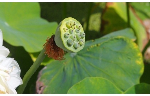 Nelumbo nucifera